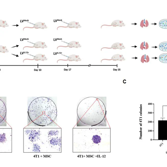 Interleukin-12 Inhibits Tumor Growth and Metastasis Promoted by Tumor-Associated Mesenchymal Stem Cells in Triple-Negative Breast Cancer