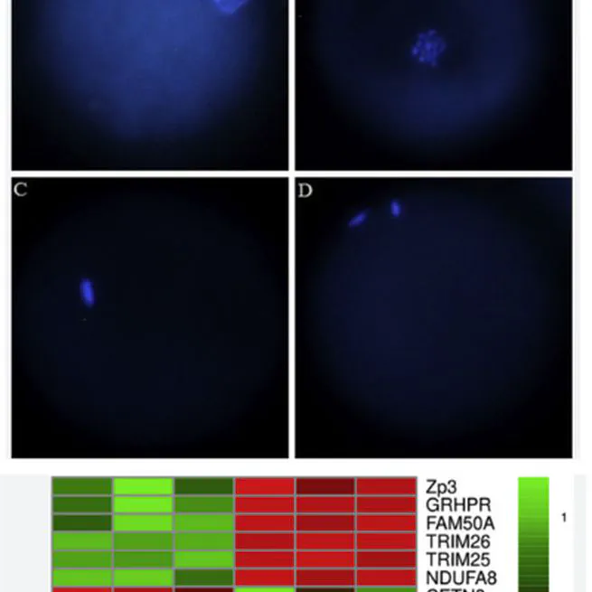 Transcriptional profile of ovine oocytes matured under lipopolysaccharide treatment in vitro
