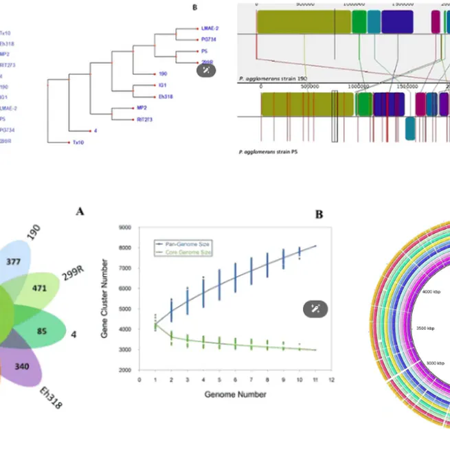 Comprehensive genomic analysis of a plant growth-promoting rhizobacterium Pantoea agglomerans strain P5