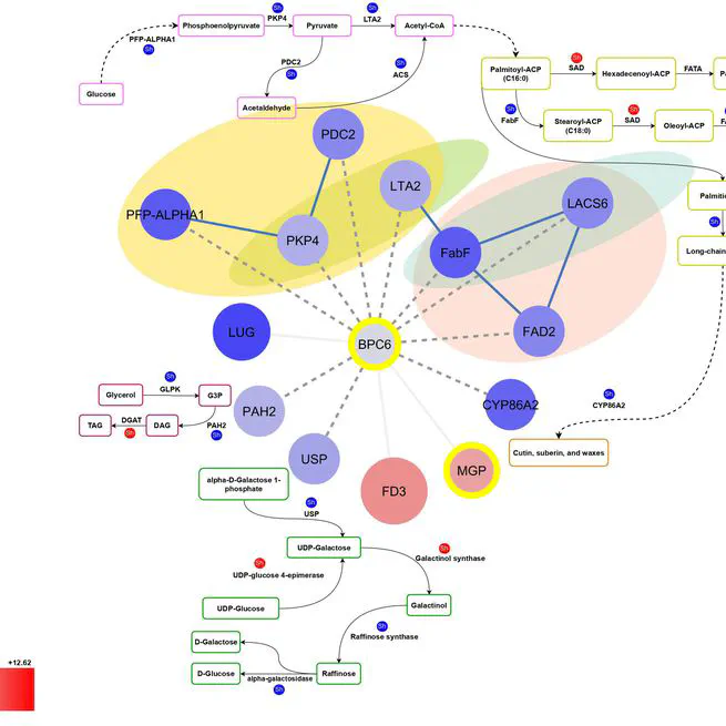 Unraveling the genetic basis of oil quality in olives: a comparative transcriptome analysis