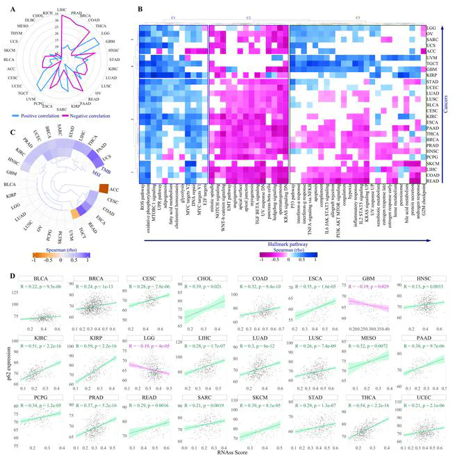 Pan-cancer analysis of SQSTM1/p62 reveals its comprehensive contribution to shaping tumor microenvironment and anti-tumor immunity