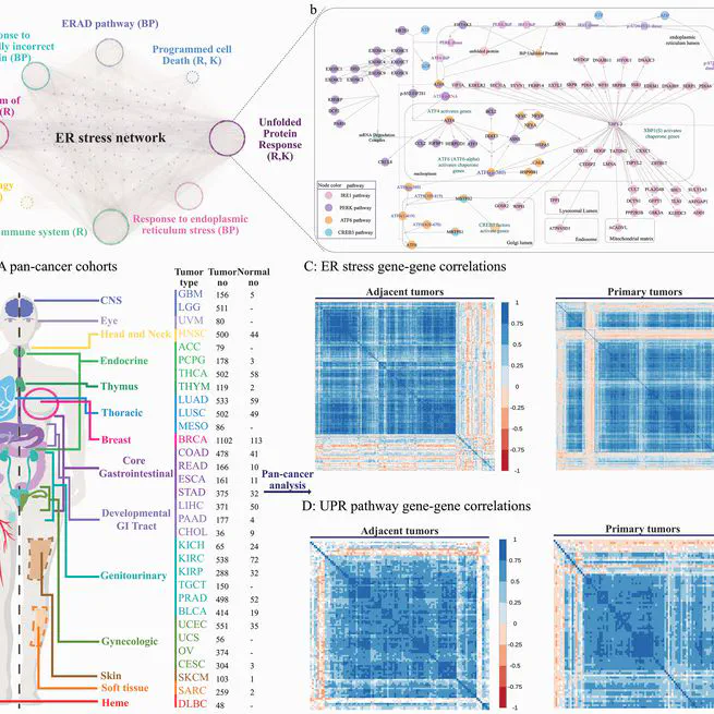 Towards a pan-cancer atlas of endoplasmic reticulum stress network