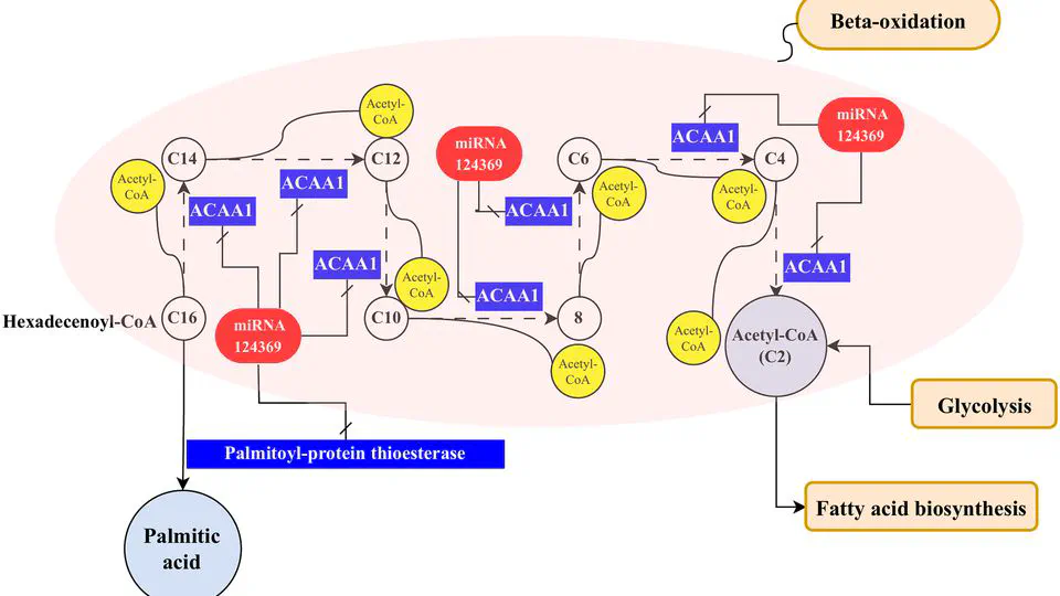 Machine learning-aided microRNA discovery for olive oil quality