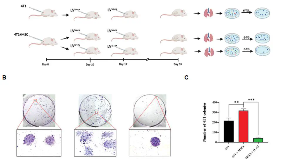 Interleukin-12 Inhibits Tumor Growth and Metastasis Promoted by Tumor-Associated Mesenchymal Stem Cells in Triple-Negative Breast Cancer