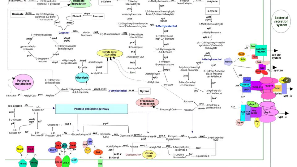 Comprehensive genomic analysis of an indigenous Pseudomonas pseudoalcaligenes degrading phenolic compounds