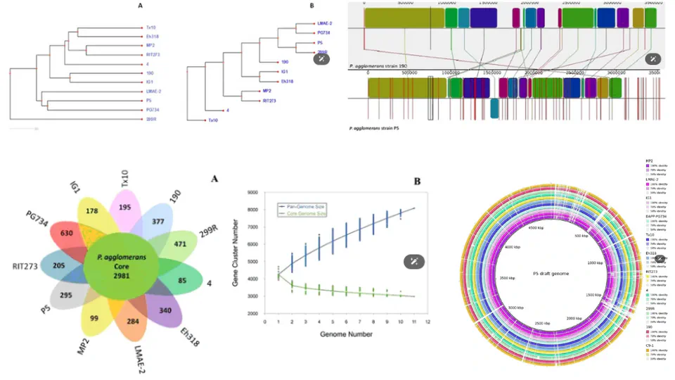 Comprehensive genomic analysis of a plant growth-promoting rhizobacterium Pantoea agglomerans strain P5