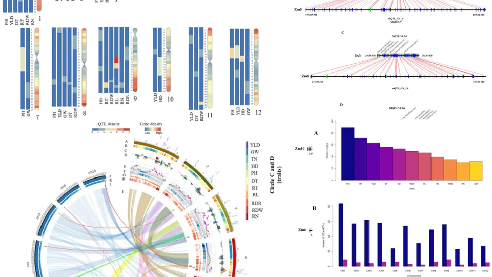 Meta-QTL and ortho-MQTL analyses identified genomic regions controlling rice yield, yield-related traits and root architecture under water deficit conditions