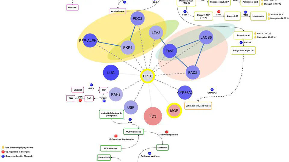 Unraveling the genetic basis of oil quality in olives: a comparative transcriptome analysis