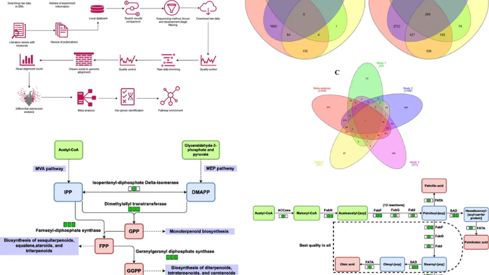 Meta-analysis of transcriptome reveals key genes relating to oil quality in olive