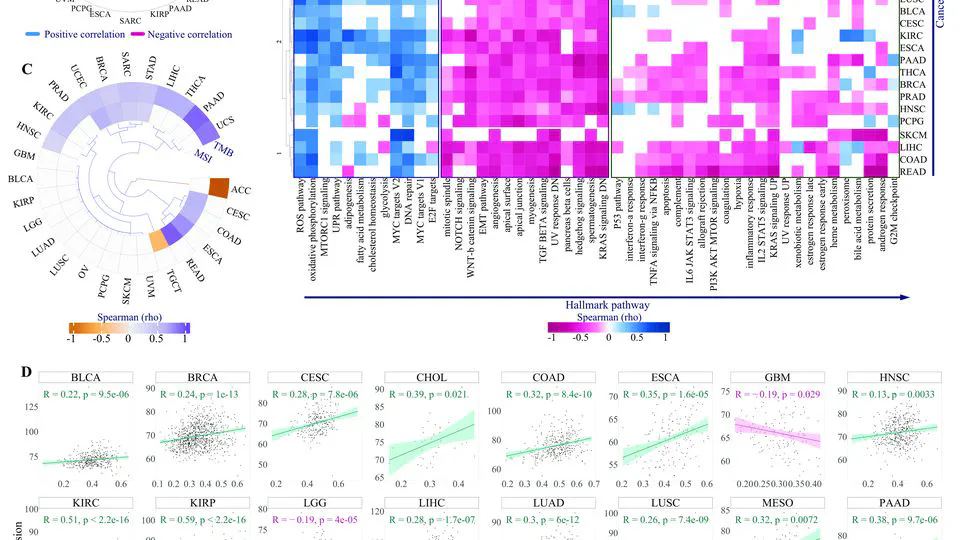 Pan-cancer analysis of SQSTM1/p62 reveals its comprehensive contribution to shaping tumor microenvironment and anti-tumor immunity