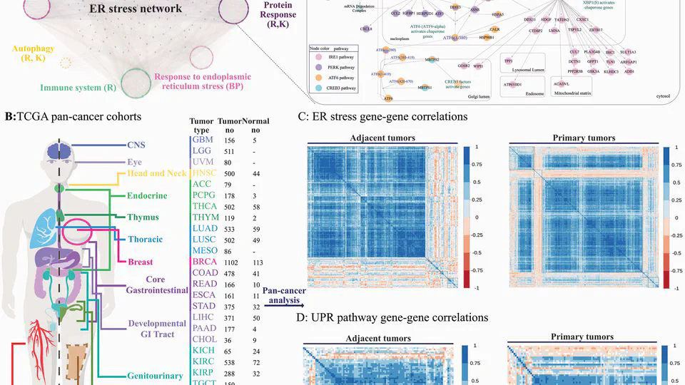 Towards a pan-cancer atlas of endoplasmic reticulum stress network